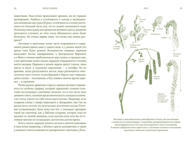 Лето. Секреты выживания растений и животных в сезон изобилия
