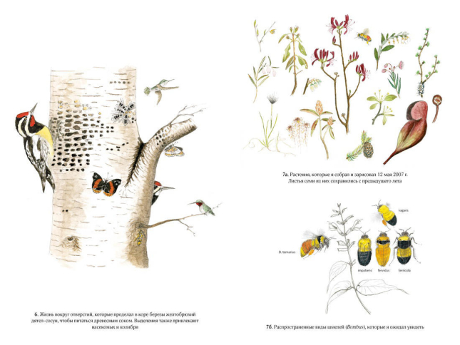 Лето. Секреты выживания растений и животных в сезон изобилия