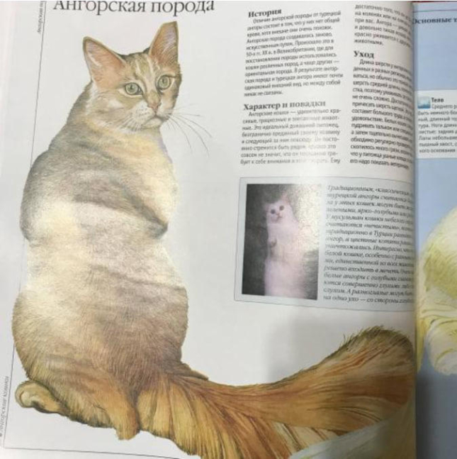 Кошки. Все породы