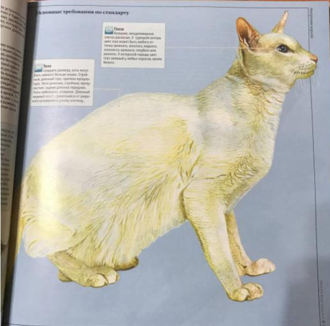 Кошки. Все породы