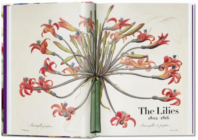 Redout‚. The Book of Flowers. 40th Ed.  / Редут. Книга квітів. 40-е вид. /   publishing house Taschen