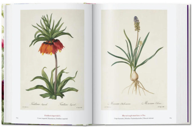 Redout‚. The Book of Flowers. 40th Ed.  / Редут. Книга квітів. 40-е вид. /   publishing house Taschen
