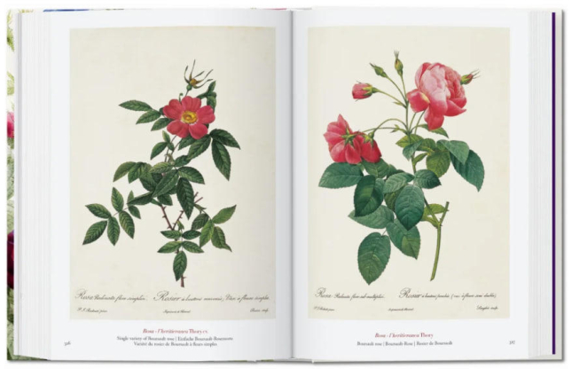 Redout‚. The Book of Flowers. 40th Ed.  / Редут. Книга квітів. 40-е вид. /   publishing house Taschen
