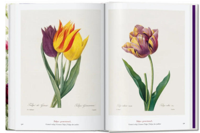 Redout‚. The Book of Flowers. 40th Ed.  / Редут. Книга квітів. 40-е вид. /   publishing house Taschen