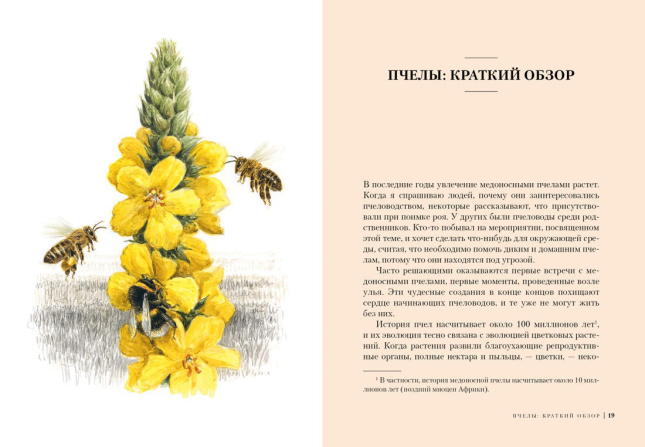 Пчелы. Что человек и пчела значат друг для друга