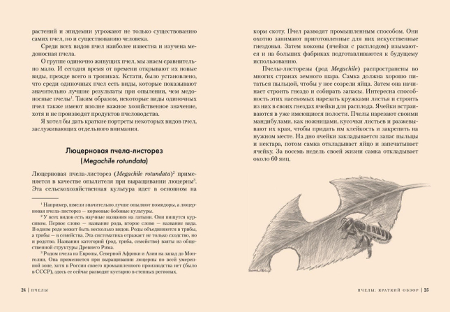 Пчелы. Что человек и пчела значат друг для друга