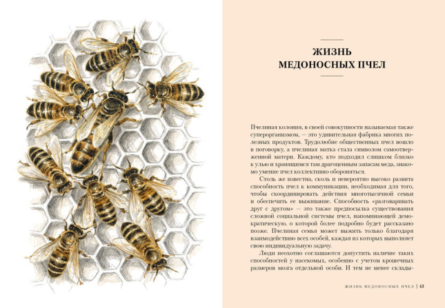 Пчелы. Что человек и пчела значат друг для друга