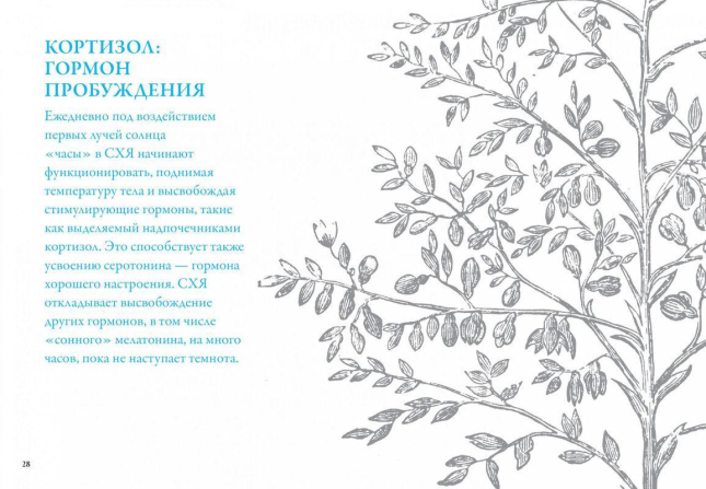 Маленькая книга хорошего сна. Для счастливого, энергичного и успешного дня