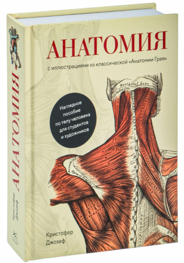 Анатомия. С иллюстрациями из классической «Анатомии Грея»
