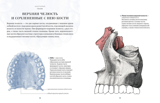 Анатомия. С иллюстрациями из классической «Анатомии Грея»