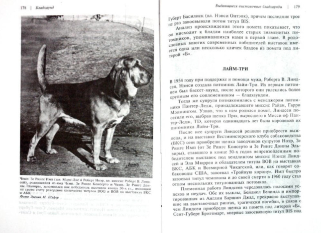 Бладхаунд