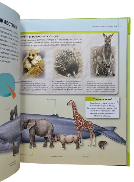 Дивовижний світ тварин. Discovery Education / Марина Семенова /