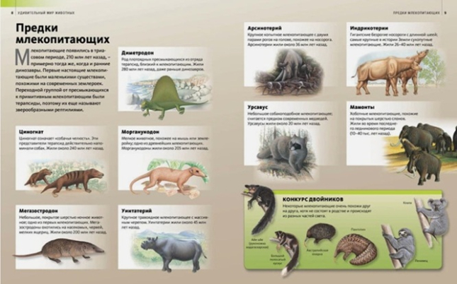 Удивительный мир животных. Discovery Education