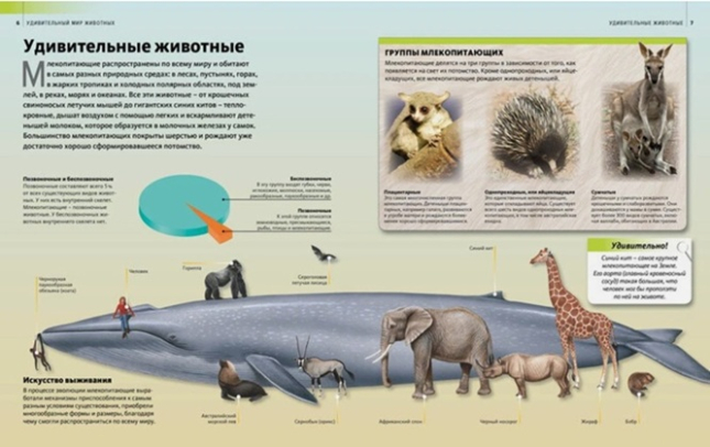 Удивительный мир животных. Discovery Education