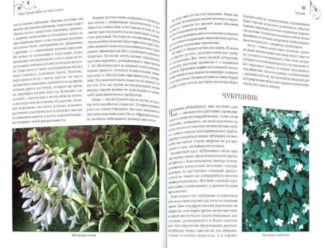 Садовые цветы: выбираем, ухаживаем, наслаждаемся