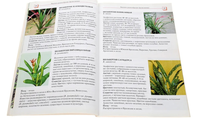 Бромелиевые. От ананаса до эхмеи