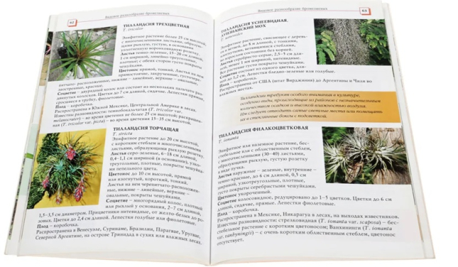 Бромелиевые. От ананаса до эхмеи