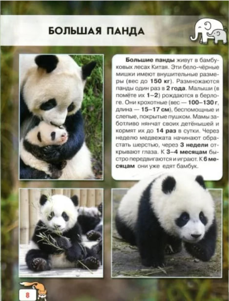 Детеныши животных. Мир вокруг нас. Фотоэнциклопедия