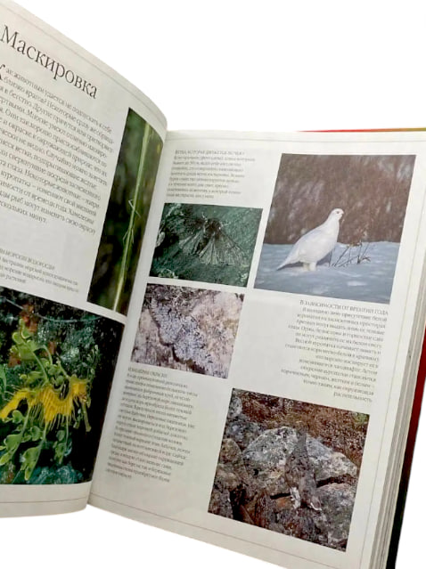 Большая иллюстрированная энциклопедия животных ( уценка, брак обложки)