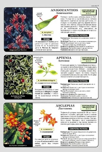 Все о комнатных растениях. Книга 2