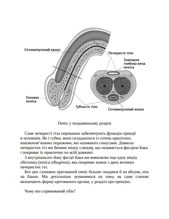Зовнішня історія. Penis. Керівництво з експлуатації