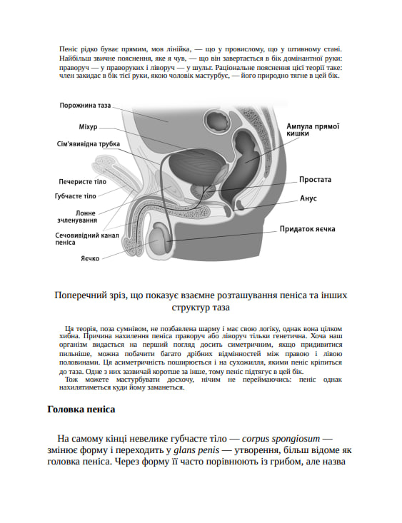 Зовнішня історія. Penis. Керівництво з експлуатації