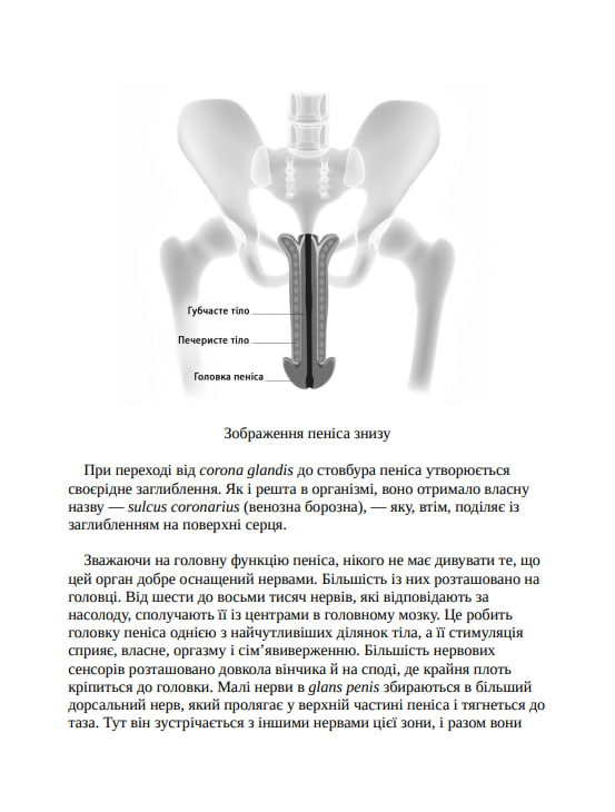 Зовнішня історія. Penis. Керівництво з експлуатації