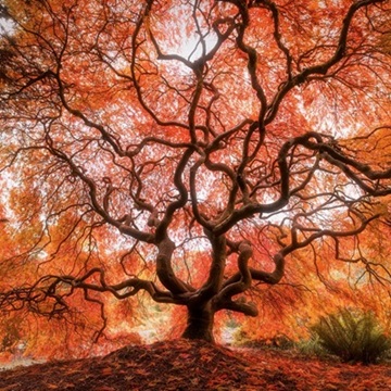 Настенный календарь. Trees 2027 (Деревья 2027)