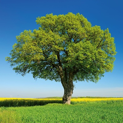 Настенный календарь. Trees 2027 (Деревья 2027)