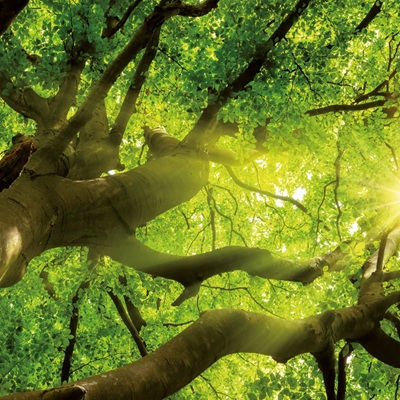 Настенный календарь. Trees 2027 (Деревья 2027)