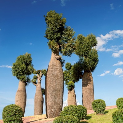 Настенный календарь. Trees 2027 (Деревья 2027)