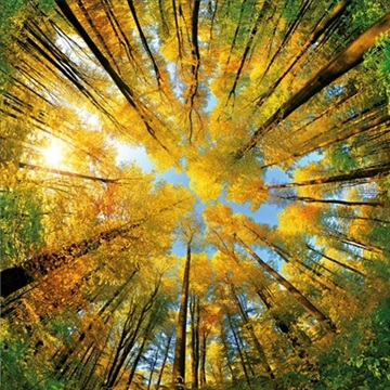 Настенный календарь. Trees 2027 (Деревья 2027)